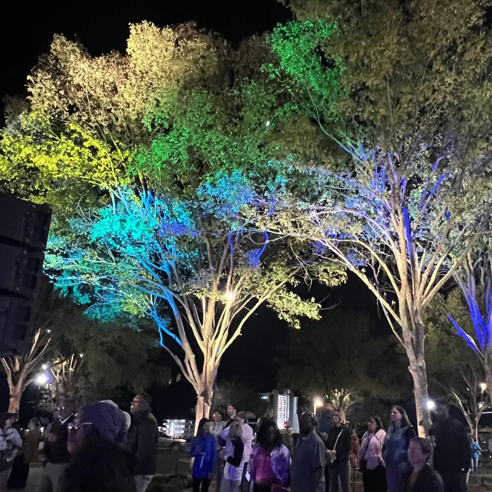 Accent lighting on trees at night
